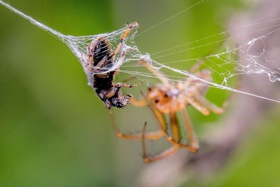 Close-up of spider hunting beetle