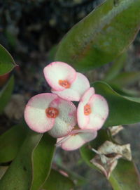 Close-up of flowers against blurred background