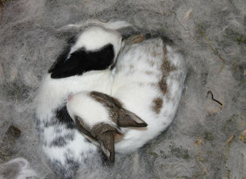 Close-up of bird sleeping