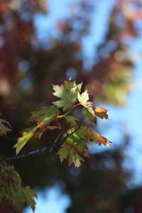 Close-up of flowering plant on tree