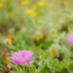 Close-up of purple flowers blooming outdoors