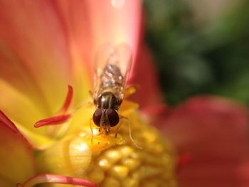 Hover fly pollinating a flower