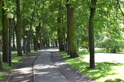 Road amidst trees in forest