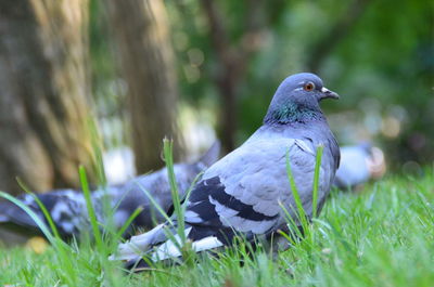 Close-up of bird on grassy field