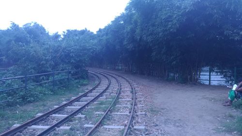 View of railroad tracks in forest