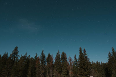 Low angle view of trees against sky at night