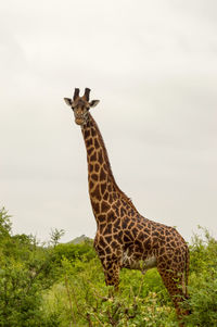 Giraffe standing on field against sky