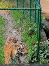 Tiger in zoo