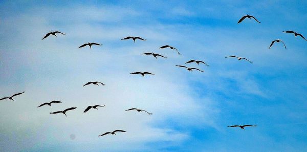 Low angle view of birds flying against sky