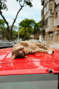 Striped street cat lies and sleeps on a red car. high quality photo