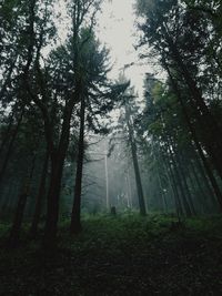 Trees in forest