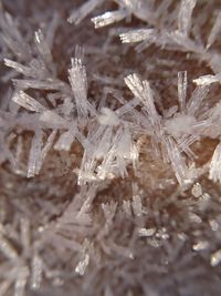 Close-up of frozen plants on field