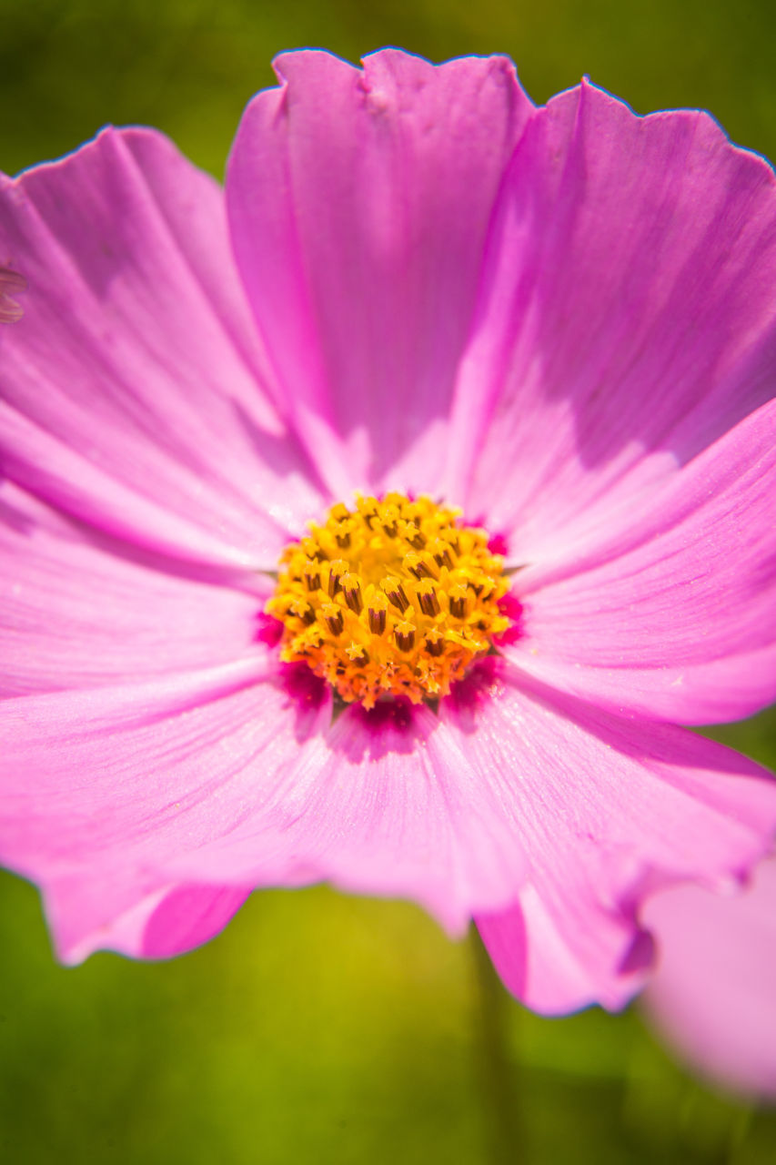 CLOSE-UP OF PINK COSMOS FLOWER POLLEN