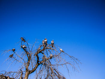 Low angle view of bird perching on tree against clear blue sky