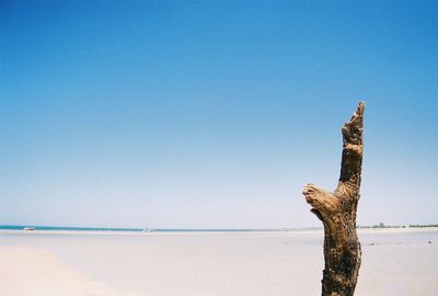 Close-up of tree trunk against clear blue sky