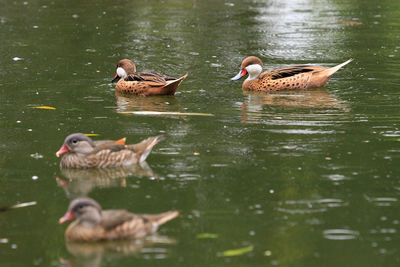 Ducks swimming on lake