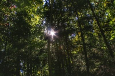 Low angle view of trees in forest