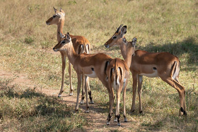 Impala, aepyceros melampus,  national parks of uganda