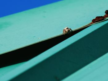 High angle view of crab on swimming pool