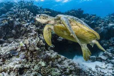 Giant green sea turtle (chelonia mydas) at the great barrier reef