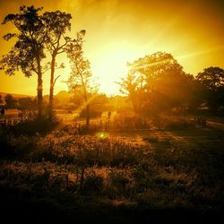 Sun shining through trees