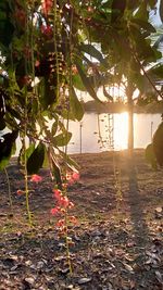 Plants growing on land by lake