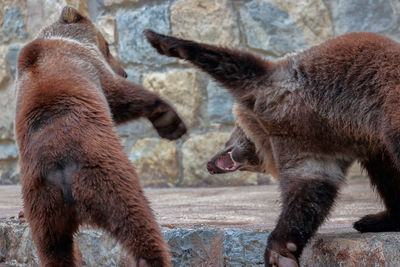 Playful brown bear in zoo