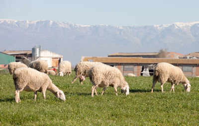 Sheep grazing in a field