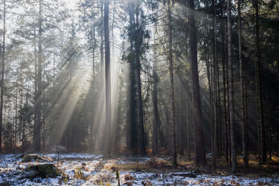 Misty woods with sun rays in winter