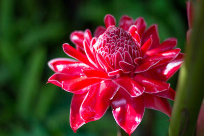 Close-up of red flower