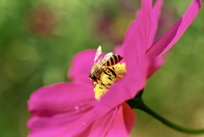 Close-up of bee pollinating on flower