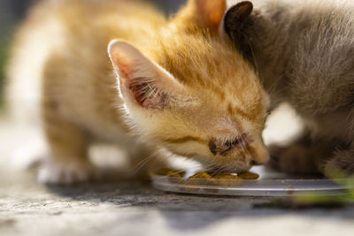 Close-up of cat eating