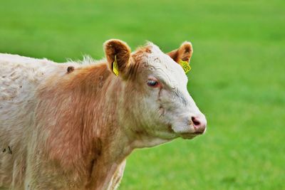 Close-up of cow on field