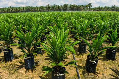 Crops growing on field