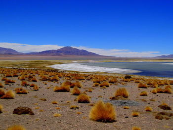 Scenic view of beach against clear sky