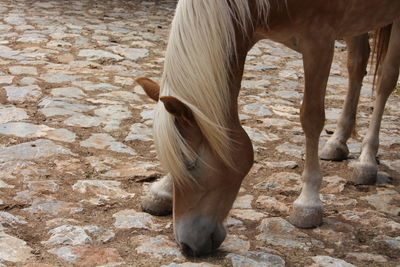 View of a horse on field