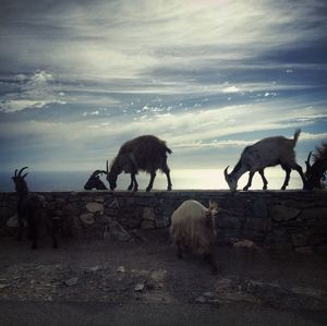 Giraffes standing against sky during sunset