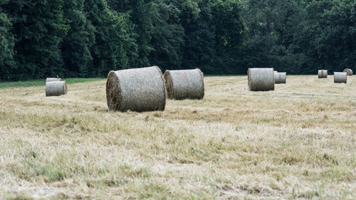 Hay bales on field