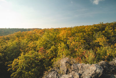 Magical sunset that illuminates a colourful forest playing with all the colours of the autumn season