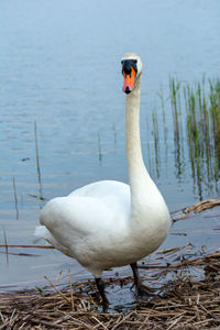 A white swan standing on the shore of a lake