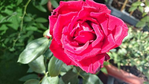 Close-up of red rose