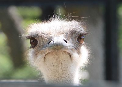 Close-up portrait of an animal