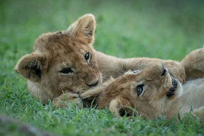 Close-up of lion cubs on grass