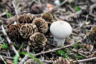 Close-up of mushrooms growing on field