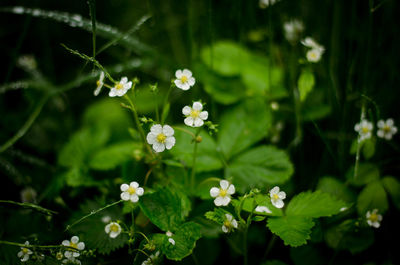 Close-up of white flowering plants