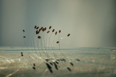 Close-up of flowers on land against sea