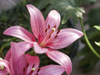 Close-up of pink flower