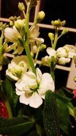 Close-up of white flowers