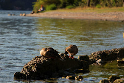 Ducks swimming in lake