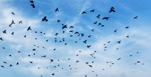 Low angle view of silhouette birds flying against sky